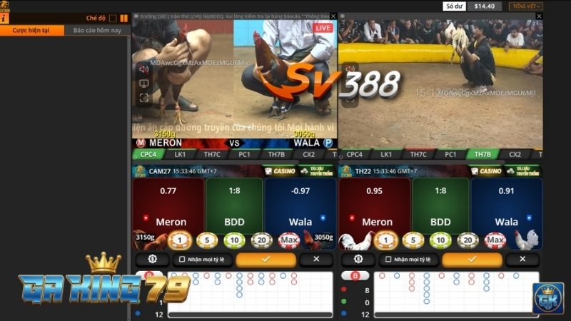 Giao diện sảnh Đá Gà SV388 với các thông số cược rõ ràng