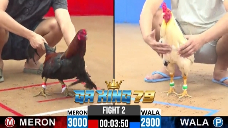 Sản phẩm đá gà trực tiếp tại GAKING79
